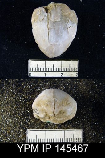 Spirigerella grandis
