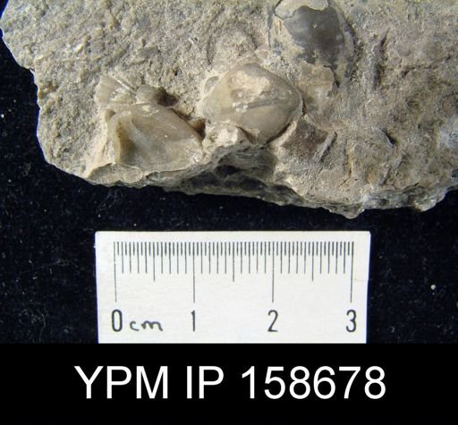 Pentamerus oblongus