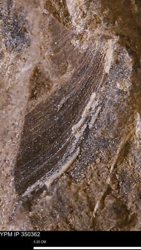 Limopsis striatopunctatus