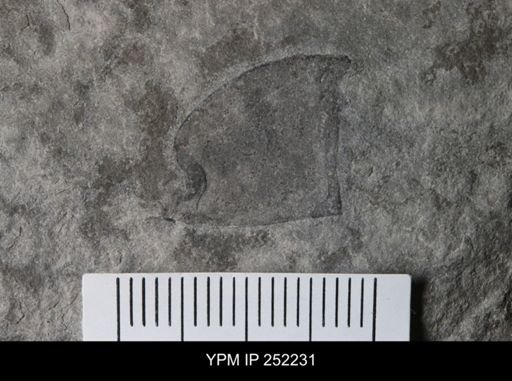 undet. Eurypterida