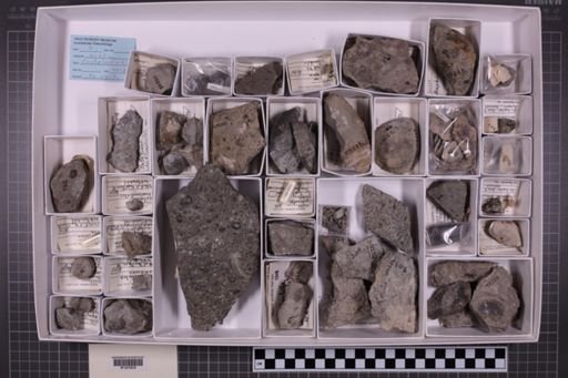mixed taxa, stratigraphic collection