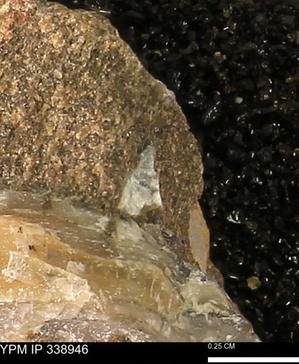 undet. Bivalvia