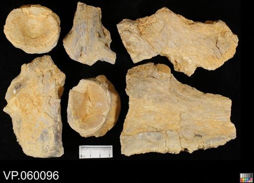 Xiphactinus sp.