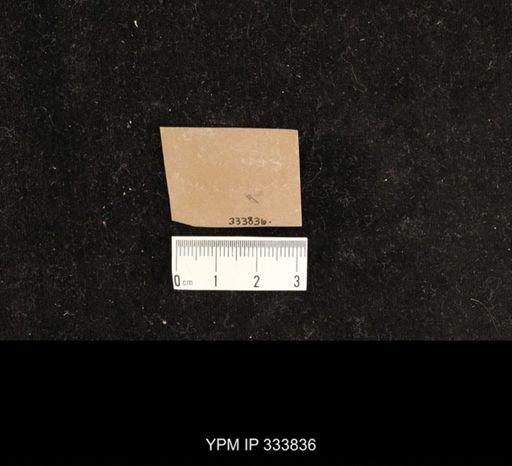undet. Nematocera