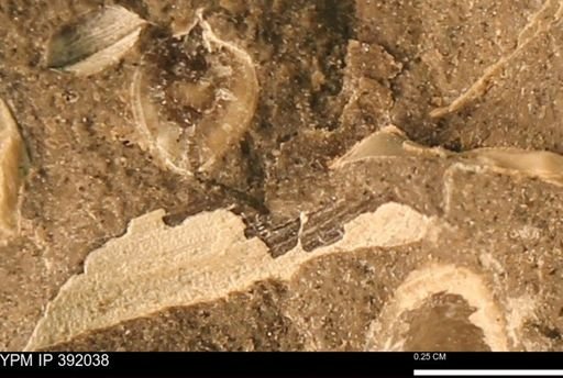 undet. Bivalvia