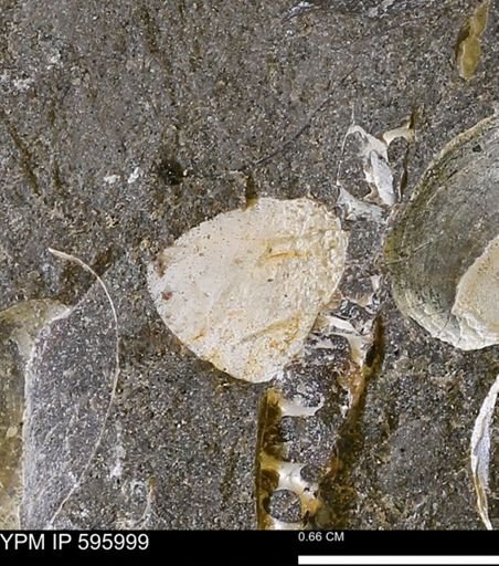 undet. Mollusca