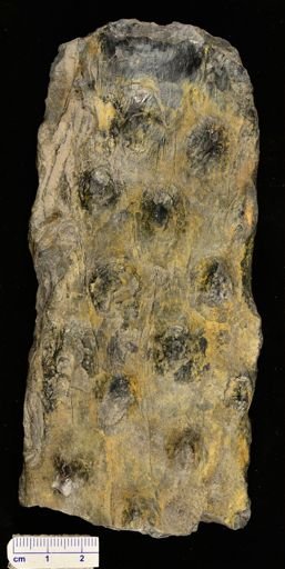 Haleria tuberculata