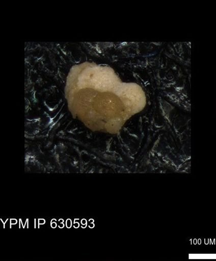 undet. Foraminiferida