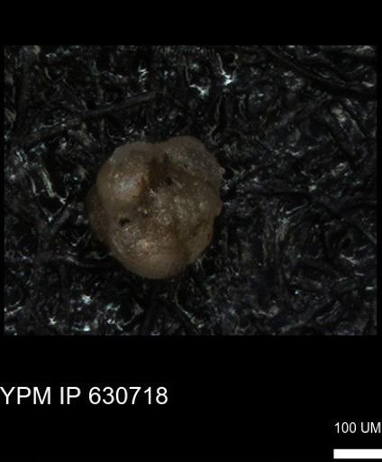 undet. Foraminiferida