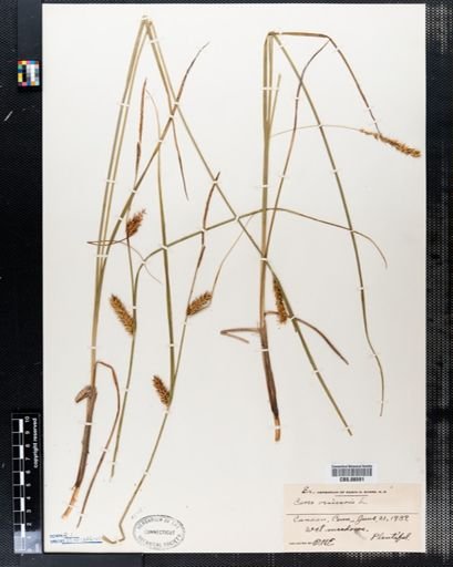Carex vesicaria