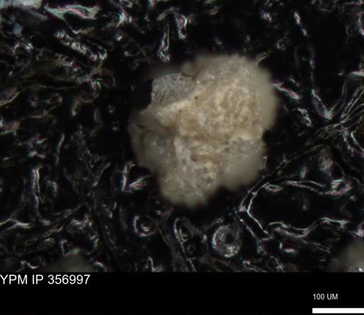 undet. Foraminiferida