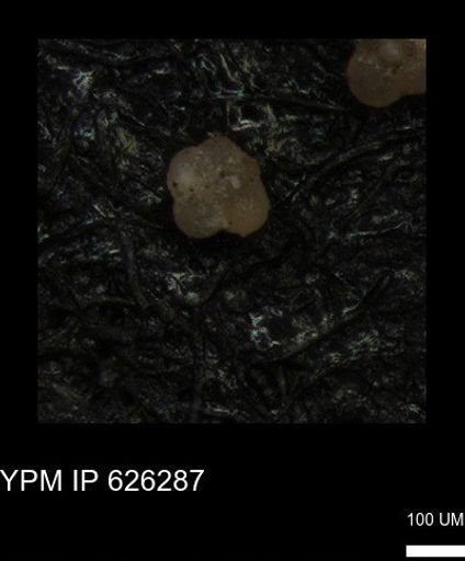 undet. Foraminiferida
