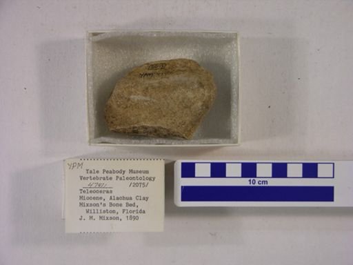 Teleoceras fossiger