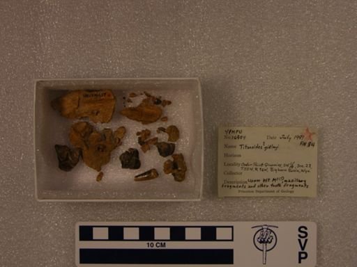 Titanoides gidleyi