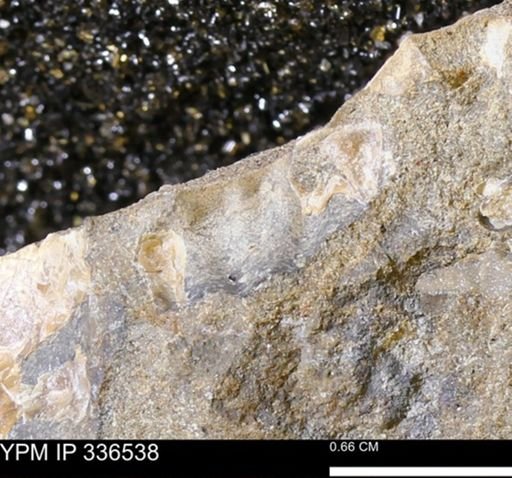 undet. Scaphitidae