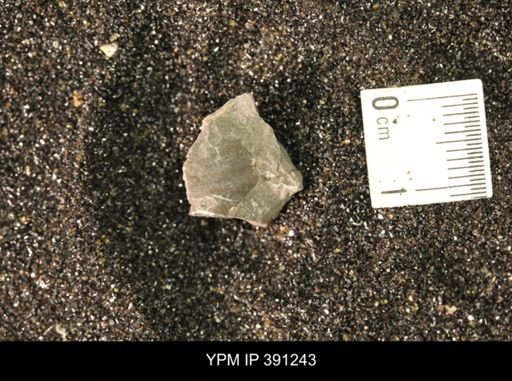 Scaphitidae