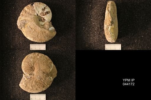 Hoploscaphites nicolletii