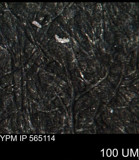 undet. Porifera