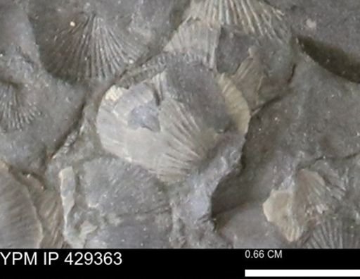Devonochonetes scitulus