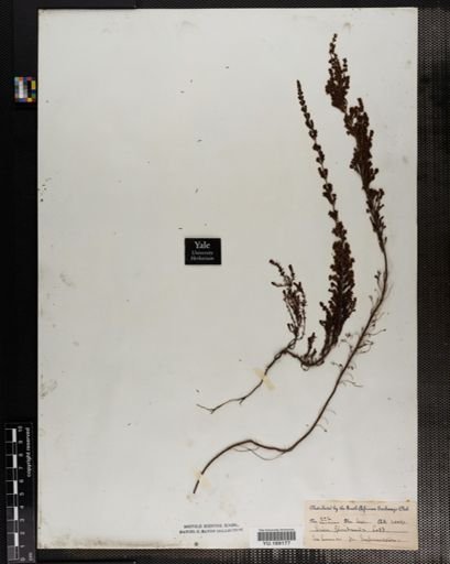 Plantae