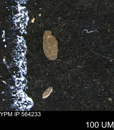 Miliammina manitobensis