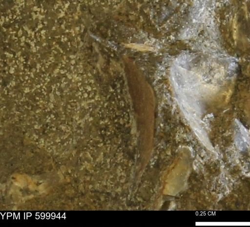 undet. Bivalvia