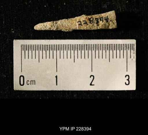 Pseudorthoceras knoxense