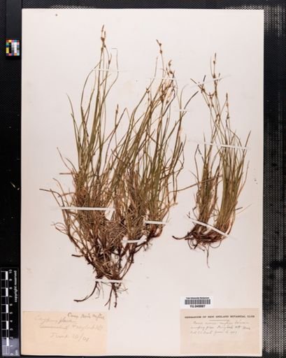Plantae
