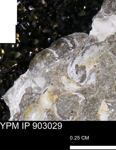 undet. Mollusca