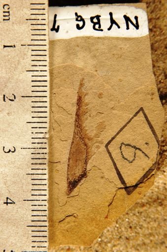 Acer minor