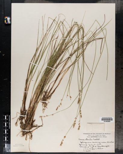 Carex sterilis