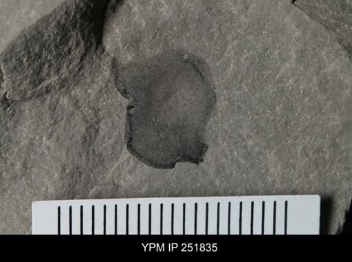 undet. Eurypterida