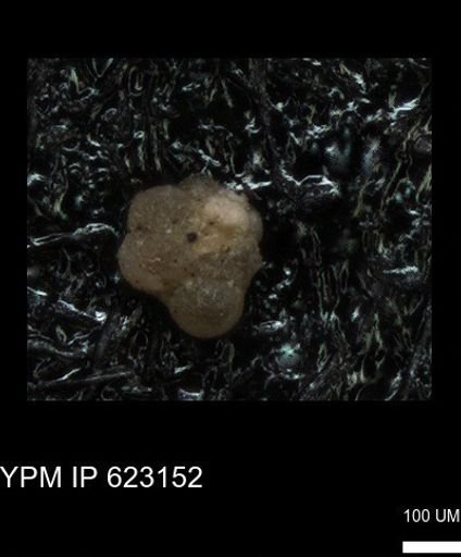 undet. Globigerinina