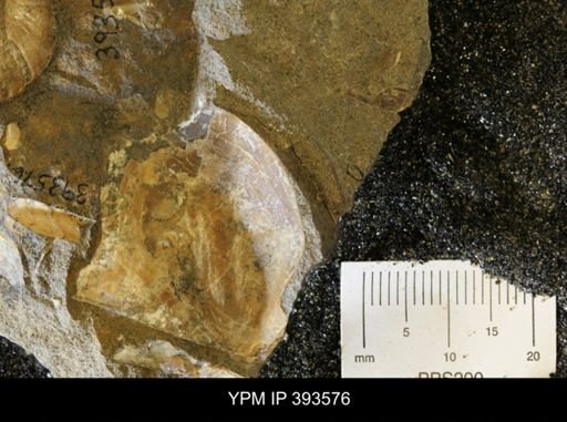 Baculites sp.