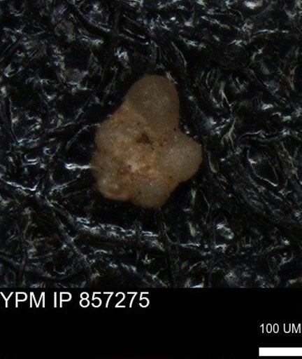 undet. Foraminiferida