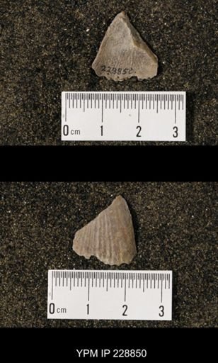 Neospirifer triplicatus