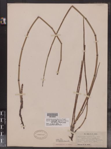 Equisetum hyemale