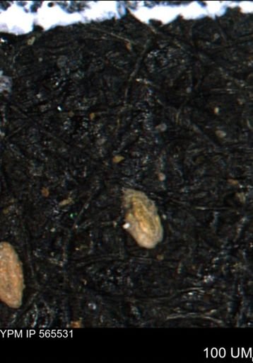 Spirolocammina planula