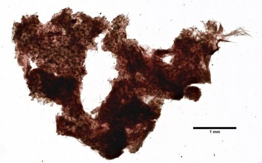 Lissodendoryx