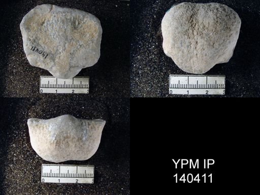 Productus (Waagenoconcha) sp.