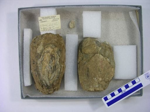 Proboscidea