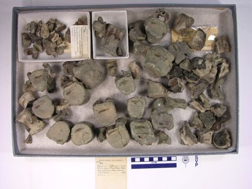 Hyposaurus rogersii