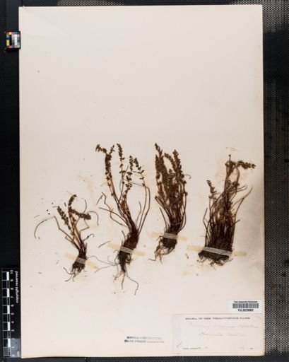 Woodsia
