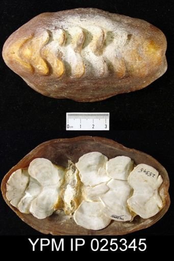 Cryptochiton stelleri