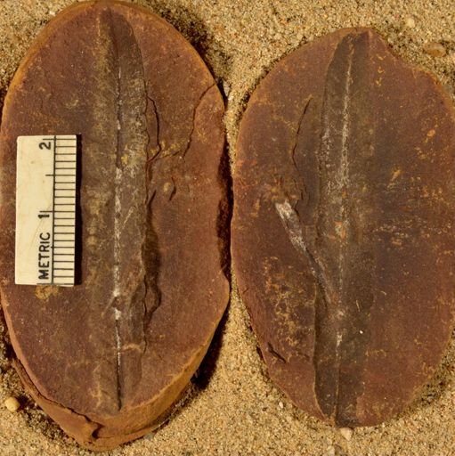 Pecopteris