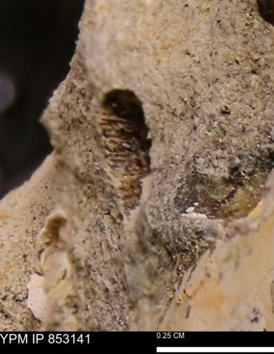 Limopsis striatopunctatus