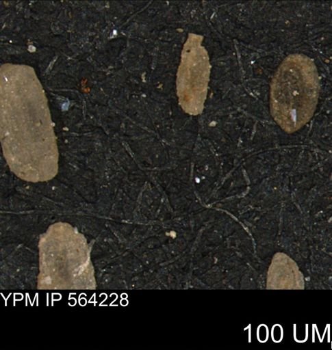 Miliammina manitobensis
