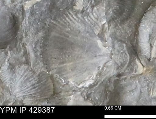 Devonochonetes scitulus