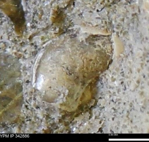 undet. Mollusca
