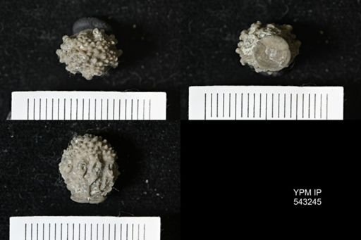 Gennaeocrinus variabilis